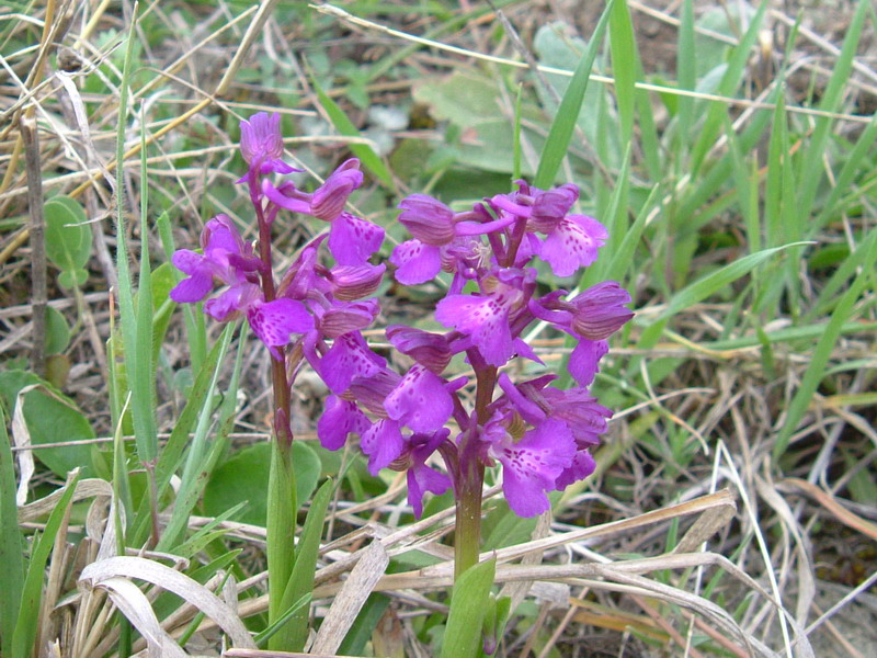 Orchis Morio